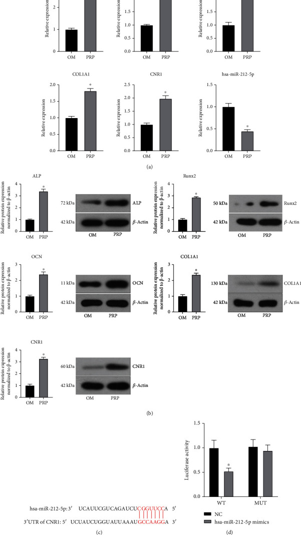 The downregulation of hsa-miR-212-5p and the upregulation of CNR1 may be involved during the PRP-mediated osteogenic differentiation process. (a) Relative mRNA expression levels of ALP, Runx2, OCN, COL1A1, CNR1, and has-miR-212-5p. (b) Western blot analysis of ALP, Runx2, OCN, COL1A1, and CNR1 protein expression levels. β-Actin was used as an internal control (∗ vs. OM, P < 0.05, n = 3). (c) Predicted binding site of hsa-miR-212-5p in the 3′ UTR of CNR1 mRNA. (d) The hsa-miR-212-5p overexpression inhibited the luciferase activity of WT-CNR1 cells compared to NC cells, whereas the luciferase activity of MUT cells was not significantly altered by the hsa-miR-212-5p overexpression. WT: wild-type; MUT: mutant; NC: negative control (∗ vs. NC, P < 0.05, n = 3).