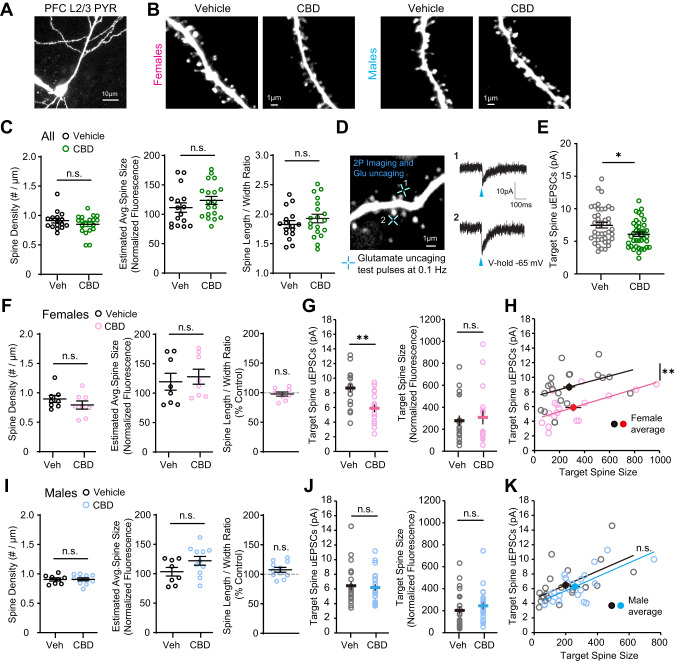 Fetal CBD exposure decreases synaptic strength of layer 2/3 pyramidal neurons in PFC of female mice.A, B Two-photon images of a whole-cell PFC layer 2/3 pyramidal neuron and dendritic segments from CBD and vehicle treated female and male mice at P14-22. C Fetal CBD exposure has no effect on spine structure for combined male and female mice (vehicle: n = 70 dendrites, 16 cells, 4 mice; CBD n = 84 dendrites, 19 cells, 4 mice). D A two-photon image from a dendritic segment of PFC layer 2/3 pyramidal neuron and two-photon glutamate uncaging evoked EPSC (uEPSC) traces (average of 5–8 test pulses) recorded by whole-cell voltage-clamp recording (blue crosses indicate glutamate uncaging timepoint). E uEPSC amplitudes are significantly decreased in CBD-exposed offspring (vehicle: 7.49 ± 0.42 pA; CBD: 6.09 ± 0.33 pA; P = 0.0116, two-tailed t-test) (vehicle: n = 41 spines, 14 cells, 3 mice; CBD n = 39 spines, 13 cells, 3 mice). F In female offspring, fetal CBD exposure has no effect on spine density, average spine size, or spine length/width ratio. (vehicle: n = 35 dendrites, 8 cells, 2 mice; CBD n = 36 dendrites, 8 cells, 2 mice). G uEPSCs recorded from similar sizes of target spines are significantly smaller in fetal CBD-exposed female offspring (vehicle: 8.66 ± 0.55 pA; CBD: 5.89 ± 0.51; P = 0.0009, two-tailed t-test) (vehicle: n = 19 spines, 7 cells, 1 mouse; CBD n = 17 spines, 6 cells, 1 mouse). H Scatter plots showing significantly smaller uEPSCs in fetal CBD-exposed mice. I In male offspring, fetal CBD exposure had no effect on spine density, average spine size, or spine length/width ratio. (vehicle: n = 35 dendrites, 8 cells, 2 mice; CBD n = 48 dendrites, 11 cells, 2 mice). J In male offspring, CBD has no effect on uEPSCs (vehicle: n = 22 spines, 7 cells, 2 mice; CBD n = 22 spines, 7 cells, 2 mice). K Scatter plots showing comparable uEPSCs between fetal CBD-exposed and control mice. *P < 0.05, **P < 0.01; ***P < 0.001; error bars represent SEM. n.s. not significant.