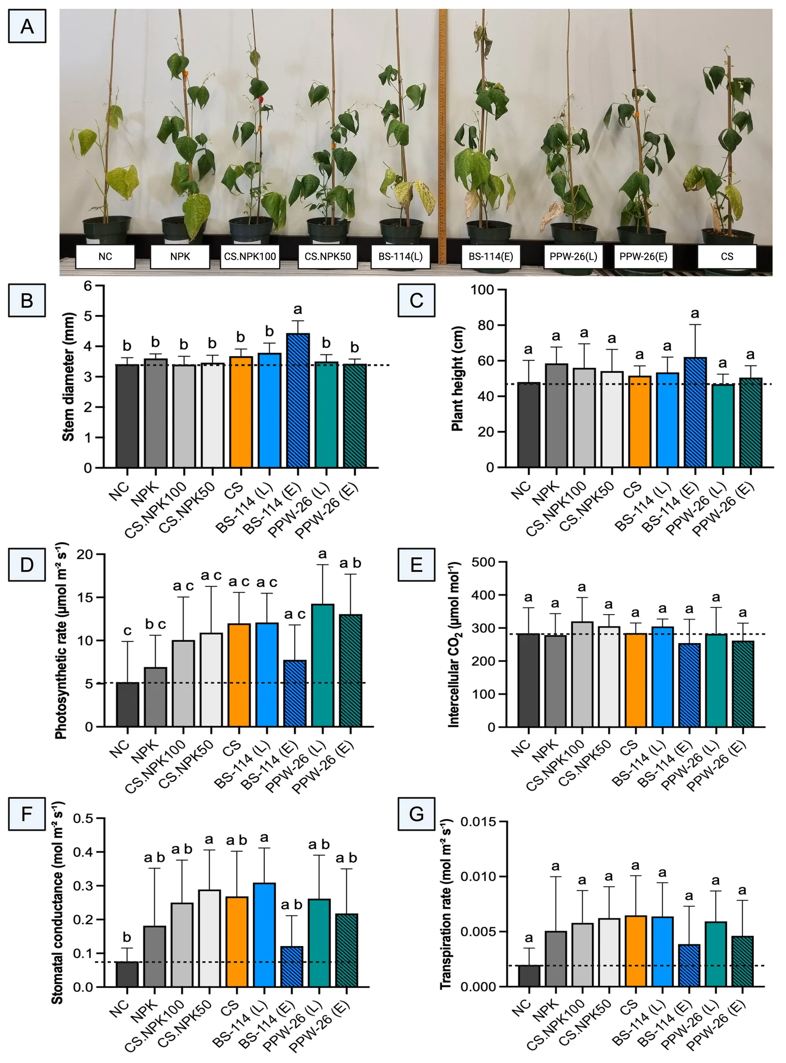 Composite figure with panel A showing potted bean plants for different treatments labeled NC, NPK, CS.NPK100, CS.NPK50, CS, BS-114(L), BS-114(E), PPW-26(L), and PPW-26(E). Panels B, C, D, E, F, and G display bar graphs comparing these treatments for stem diameter, plant height, photosynthetic rate, intercellular CO2, stomatal conductance, and transpiration rate, respectively, with statistical differences indicated by letter annotations and error bars present.