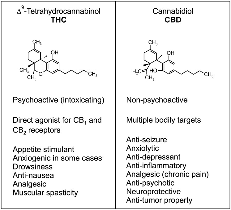Two main phytocannabinoids, THC and CBD. THC and CBD are two of the most well-known cannabinoids in the Cannabis plant with potential therapeutic utilities. They have distinct pharmacological properties and targets in the body. The intoxicating effects of THC, such as euphoria, relaxation, and sometimes paranoia, is associated with short-term memory deficits and increased risk for psychiatric disorders including psychosis, depression, anxiety, and substance use disorders. These problems are not caused by CBD, which displays anxiolytic, anti-psychotic, and anti-inflammatory and analgesic effects. Unanswered questions regarding potential side effects of phytocannabinoids along with the therapeutic potential of endocannabinoid modulation requires further investigation.