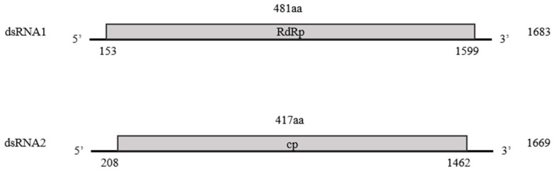 Schematic diagram of the genomic structure of the industrial hemp cryptic virus (IHCV). The shaded boxes indicate putative ORFs in dsRNA1 (RdRp) and dsRNA2 (CP) of IHCV.