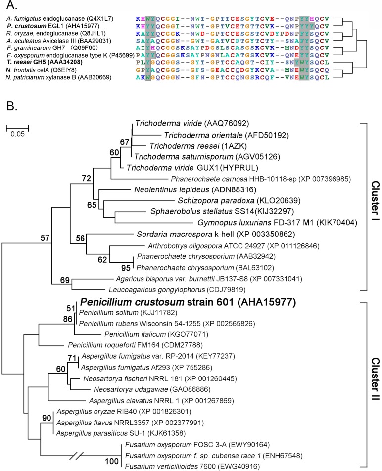 Sequence alignment (A) and phylogeny analysis (B) of the CBD domain of P. crustosum endoglucanase EGL1 and the related fungi. The phylogenetic analysis was performed by a molecular evolutionary genetics analysis using MEGA4 software [19]. The evolutionary relationship was analysed by the neighbour-joining method according to the Kimura 2-parameter model [20]. Bootstrap values >50 are given at the branching. The solid-line box indicates the aromatic amino acids in three motifs.