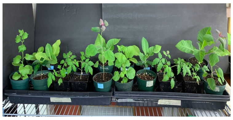 The host range study included Nicotiana clevelandii (Cleveland’s tobacco), N. glutinosa (Peruvian tobacco), N. tabacum ‘Samsun’ (cultivated tobacco), Chenopodium quinoa (quinoa), C. amaranticolor (goosefoot), Gomphrena globosa (globe amaranth), and Solanum lycopersicoides (tomato), as shown above. Plants were mechanically inoculated and observed for symptom development after 3 weeks.