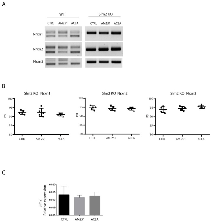 Nrxns splicing pattern in hippocampal slices from WT and Slm2 ko mice. (A) RT-PCR analysis performed with selective primers to amplify SS4 splice variants of Nrxns1–3 in hippocampal slices from WT and Slm2 ko mice after stimulation for 6 h with ACEA or AM251 (10 μM). In ko mice, Slm2 absence prevents Nrxns skipping towards the SS4− isoform, and treatments with the drugs are not able to modulate this pattern. (B) Relative scatter plots showing the PSI, calculated by densitometric analysis (Image Lab 6.0) of Nrxns1–3 splicing pattern in hippocampal slices from Slm2 ko mice. (C) qRT-PCR analysis of Slm2 on hippocampal slices from WT mice treated with ACEA or AM251 (10 μM). Results were obtained from n = 3 independent experiments using n = 2 mice. For each mouse, 4 hippocampal slices were used. Error bars represent SD. Statistical analysis was performed by unpaired t-test. No statistical differences were detected.