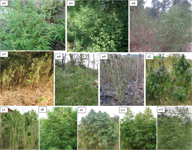 Appearances of representative wild and cultivated cannabis accessions in their original growing areas. Sample identification: w, wild cannabis; c, cultivated cannabis.''