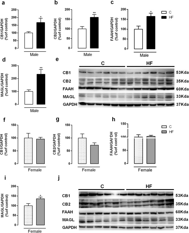 Effect of maternal HF diet on hepatic protein expression of CB1 (a,f), CB2 (b,g), FAAH (c,h), MAGL (d,i) in both male and female offspring at 180-day-old. Representative western blot bands for each protein were showed (e,j). Data is expressed as mean ± S.E.M, n = 6–7 per group; *p < 0.05, **p < 0.001, by Student’s t test.