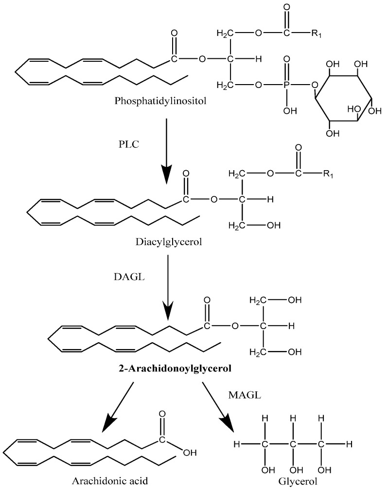 Main pathway for the synthesis and degradation of 2-arachidonoylglycerol.