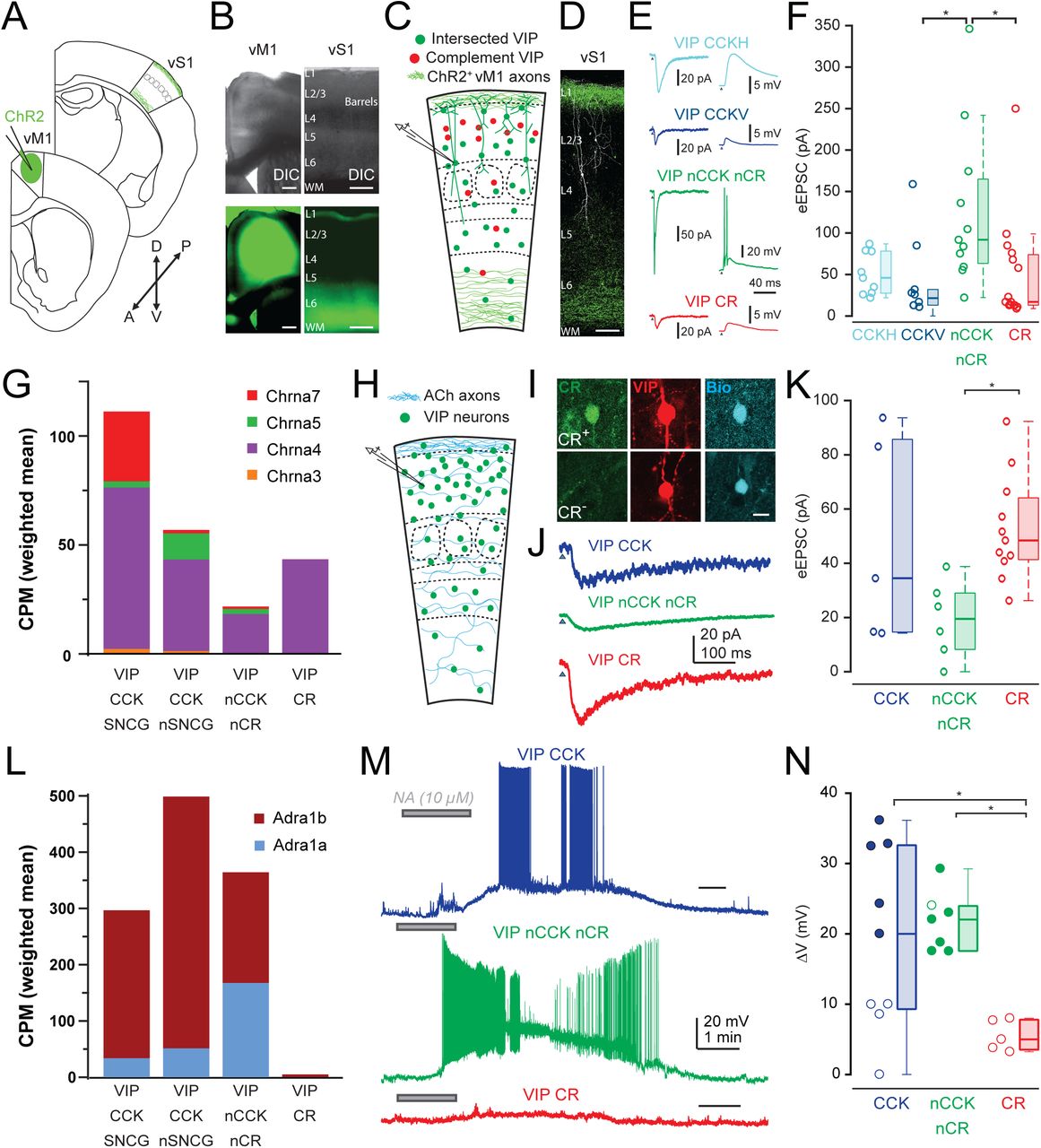 Differential afferent connectivity of VIP IN populations.(A) Schematic representation of the experimental procedure to study vM1 inputs onto L2-4 VIP INs in vS1, showing the injection of AAV-ChR2-EYFP into vM1, leading to the expression of ChR2 in vM1 axons projecting to Layer 1 and Layer 6 of vS1. (B) Differential interference contrast (DIC) (top panels) and epifluorescence images (bottom panels) of the vM1 injection site (left) and the projection/recording site in vS1 (right), illustrating the ChR2-EYFP injection site and the vM1 axons in vS1. Scale bar = 200 μm. (C) Schematic of experimental procedure. VIP/SNCG, VIP/CCK, VIP/nonCCK nonCR, or VIP/CR neurons were patched in the appropriate mouse lines and ChR2 was expressed in vM1 in order to optically stimulate vM1 projections in vS1. (D) Confocal image showing two patched VIP neurons, with a VIP/CR neuron (left, white) and a VIP/CCK neuron (right, white), both receiving vM1 input from L1-projecting axons (green top). Scale bar = 200 μm. (E) Representative voltage-clamp (left, V-clamp, Vhold = −90 mV) and current-clamp (right, I-clamp, Vhold = −70 mV) recordings from the samecells of vM1 evoked synaptic input to VIP/CCKH (cyan), VIP/CCKV (blue), VIP/nCCK nCR (green), and VIP/CR (red) neurons. (F) Quantification of vM1 evoked excitatory postsynaptic currents (eEPSCs) in different VIP IN populations (CCK H N=15, CCK V N=10, nonCCK nonCR N=11, CR N=15). Box-and-whisker plots. The box represents the interquartile range (IQR: 25th to 75th percentile), the horizontal line within the box indicates the median, and whiskers extend to 1.5x the IQR unless outliers are present. Data points which lie beyond the range of the whiskers are considered outliers. The vM1 response evoked in nCCK nCR VIP INs was significantly stronger than VIP/CCK V and VIP/CR (Kruskal-Wallis p = 0.042, Dunn-Sidak nCCK nCR vs CCK V p = 0.0166 and nCCK nCR vs CR p = 0.0191). The VIP/CCK H group received the second strongest input and was not significantly different from the rest of the groups (CCK H vs CCK V p = 0.2037, CCK H vs nCCK nCR p = 0.8228, CCK H vs CR p = 0.2682) and the least responsive groups were VIP/CCK V and VIP/CR (CCK V vs CR p = 0.9997). (G) Stacked bar plots of normalized mRNA levels (CPM weighted mean, the mean of all CPM values from all transcriptomic bins for the indicated IN subtype weighted by the number of cells in each transcriptomic bin; Allen Institute scRNAseq data;35) for nicotinic cholinergic receptor α subunits (Chrna3, Chrna4, Chrna5, Chrna7) across four VIP IN populations (VIP/CCK SNCG, VIP/CCK nSNCG, VIP/nonCCK nonCR, and VIP/CR) showing that although all VIP populations express α nicotinic receptor subunits the VIP/nonCCK non CR neurons expressed the lowest levels. (H) Schematic of the cholinergic input experiment, where L2-4 VIP INs were patched in a Cholinergic/VIP mouse model (ChAT-ires-Flpo; VIP-Cre; Ai80F + Cre-dependent tdTomato virus to label all VIP INs) in Layer 2/3, and measuring cholinergic light-evoked currents in the presence of synaptic blockers (Gabazine and CNQX 10 µM; D-AP5 25 µM). Soma location, morphology, electrophysiological properties, and CR immunohistochemistry were used for VIP IN classification. (I) Post hoc immunohistochemistry in brain slices showing biocytinfilled patched neurons. The images show CR+ (top) and CR-(bottom) neurons, co-labeled with VIP (red) and Biocytin (blue). Scale bar = 10 μm. (J) Representative voltage-clamp (V-clamp) recordings of cholinergic light-evoked currents in VIP/CCK (blue), VIP/nonCCK nonCR (green), and VIP/CR (red) neurons. (K) Quantification of cholinergic input (eEP-SCs) to VIP neurons (CCK, N=5, nonCCK nonCR N=6, CR N=11, Kruskal-Wallis test p=0.0127, Dunn-Sidak CCK vs nonCCK nonCR p=0.3129, CCK vs CR p>0.9999, nonCCK nonCR vs CR p=0.0147). (L) Stacked bar plots of normalized mRNA levels (CPM weighted mean as in G; Allen Institute scRNAseq data;35) for α1-adrenergic receptor subunits (Adra1a, Adra1b) across the four VIP interneuron subpopulations (VIP/CCK SNCG, VIP/CCK nSNCG, VIP/nonCCK nonCR, VIP/ CR). The height of each colored segment represents the relative contribution of each subunit to the total expression. (M) Representative traces of noradrenaline (NA, 10 μM; Tocris 5169) application in the presence of glutamatergic blockers (D-AP5 25 μM; Abcam and CNQX 10 μM; Abcam), showing differential effects on a VIP/CCK, VIP/nonCCK nonCR, and a VIP/CR IN. The VIP/CR neuron exhibited a modest membrane potential depolarization, whereas the VIP/CCK and VIP/nonCCK nonCR INs both showed a strong depolarization with spiking. (N) Quantification of membrane potential change (ΔV, if cell began spiking than spiking threshold was used as the final Vm reached; cells that spiked are marked as filled in circles, otherwise they are empty) after NA application demonstrating a significantly greater NA-induced depolarization in VIP/CCK and VIP/nonCCK nonCR neurons, with many reaching spiking threshold, compared to VIP/CR neurons (CCK, N=9, nCCK nCR N=7, CR N=5, Kruskal-Wallis test p=0.0091, Dunn-Sidak CCK vs nCCK nCR p>0.9999, CCK vs CR p=0.0336, nCCK nCR vs CR p=0.0225).