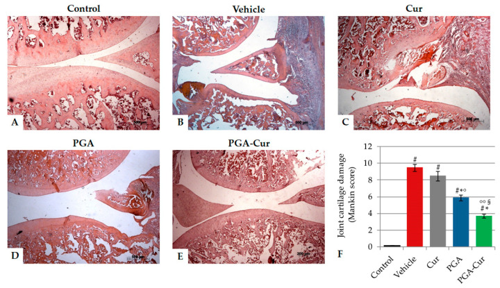 Protective effect of the study compounds on monoiodoacetate -induced histological damage to the knee joint cartilage. Representative images of hematoxylin and eosin (H&E)-stained sections in the sagittal plane. Tibiofemoral joints injected with MIA showed erosion and roughening of the articular cartilage, microfractures in the fibrocartilage, as well as expansion of the synovial membrane (B) compared to control joints (A). Curcumin 10 mg/kg (C) and PGA 20 mg/kg (D) administered alone exerted a little protective effect against joint damage. The oral administration of PGA co-ultramicronized with curcumin (PGA-Cur, 30 mg/kg) counteracted the histological damage to a higher extent (E), as also shown by the greater and significantly higher decrease in the severity score of the osteochondral damage (i.e., modified Mankin score, F). Values are means ± standard error of the mean of 10 animals for each group. See text for further details. # p < 0.0001 vs. control; * p < 0.0001 vs. vehicle; ° p < 0.05 and °° p < 0.0001 vs. Cur; § p < 0.0001 vs. PGA.