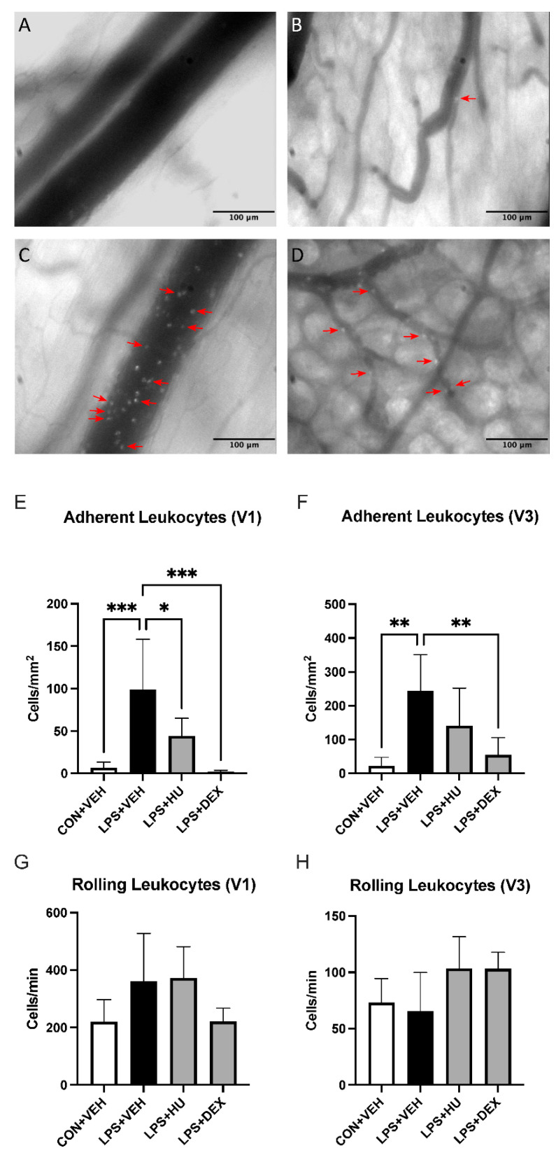 Impact of LPS and treatment on intestinal leukocyte activation. Representative images of ileal submucosal (A) V1 and (B) V3 venules in con + veh mice, and (C,D) lps + veh mice. Red arrows denote adherent leukocytes. Analysis of leukocyte adhesion in (E) V1 and (F) V3 venules. Analysis of leukocyte rolling in (G) V1 and (H) V3 venules. Data are expressed as mean ± SD. Statistically significant differences were determined via one-way ANOVA with Dunnett’s multiple comparisons test and are depicted as * p ≤ 0.05, ** p ≤ 0.01, *** p ≤ 0.001.