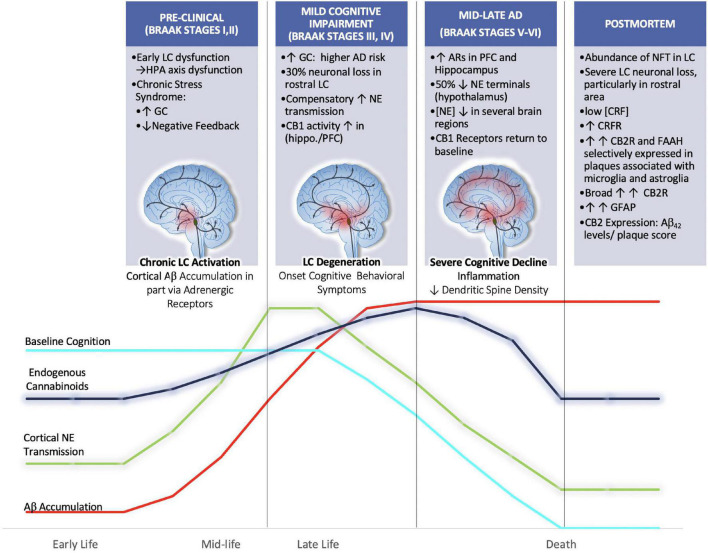 We hypothesize that aberrant activation of LC neurons during chronic stress in mid-late stages of life may render the brain more vulnerable to Aβ accumulation and senile plaque deposition. Further we hypothesize that endogenous cannabinoid compensation occurs in response to LC-NE system dysregulation preceding and after the onset of LC neurodegeneration. Clinical postmortem data show that between the prodromal (preclinical; Braak Stages I,II) and mild cognitive impairment (Braak stages III-IV) there is a 30% decrease in rostral LC volume (Theofilas et al., 2017). Remaining LC neurons compensate for neuronal loss by increasing NE production and transmission (Szot et al., 2006). Human AD brains in Braak Stages III, IV show increased CB1 activity in hippocampal and inner frontal cortical layers (Manuel et al., 2014). By the time disease progression reaches Braak stages V, VI there is human postmortem evidence for the upregulation of ARs in the PFC and hippocampus, thus suggesting that LC degeneration is causing decreases in NE transmission at this point (Kalaria et al., 1989). The loss of NE tone is supported by studies that have reported decreased concentrations of NE in the hypothalamus, cingulate, putamen and raphe nuclei (Mann et al., 1980; Arai et al., 1984). Further, during Braak stages V, VI, it has been shown that CB1r levels are decreased from their elevated state, returning to baseline levels (Manuel et al., 2014).
