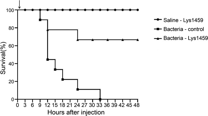 Survival curve showing Lys1459 protection against lethal S. agalactiae infection. Bacteria-infected mice treated with Lys1459 maintain 65% survival while bacteria-control mice reach zero survival. Saline control mice maintain 100% survival.