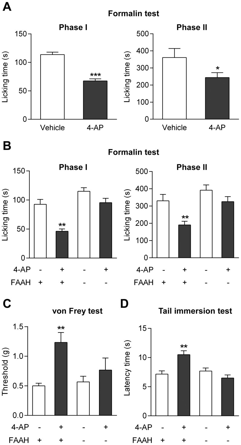 The antinociceptive effect of 4-aminophenol is dependent on fatty acid amide hydrolase (FAAH) in mouse.The antinociceptive effect of 4-aminophenol, given at a dose that did not affect spontaneous locomotor activity (Fig. 3), was lost in FAAH−/− mice as compared to their wild-type littermates. The effect of 4-aminophenol at a dose of 30 mg/kg (i.p.) was assessed in the formalin test in C56BL/6 wild-type mice (A; n = 8) and in the formalin (B; n = 6–9), von Frey (C; n = 6) and tail immersion (D; n = 6) tests in FAAH−/− mice and their wild-type littermates. 4-Aminophenol was injected by the intraperitoneal route 10 min before the tests. *p<0.05, **p<0.01 and ***p<0.001 when compared to vehicle injection, using Mann-Whitney U test.