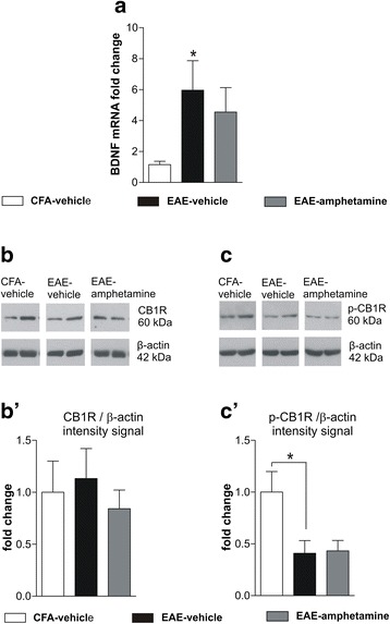 BDNF and CB1R signaling in EAE striatum. a BDNF mRNA in EAE-vehicle striatum is upregulated with respect to control CFA-vehicle (p < 0.05). Such alteration is not corrected by amphetamine treatment. b shows WB of striatal lysates of CFA-vehicle, EAE-vehicle, and EAE-amphetamine. CB1R levels in the striatum are not affected by EAE, as indicated by WB analysis of protein lysates (b’). Amphetamine given 24 h before the sacrifice of the animals did not affect the total amount of CB1R in the EAE striatal lysates. CB1R signal was normalized to β-actin bands. WB data are normalized to CFA values. c, Representative WB of lysates from CFA-vehicle, EAE-vehicle, and amphetamine-vehicle probed with antibody specific for the carboxy-terminal phosphorylation of CB1R (p-Ser316): the histogram in c’ indicates a remarkable reduction of CB1R phosphorylation, normalized to β-actin, which is not modulated by amphetamine treatment. Values are means ± SEM. Statistical differences were analyzed by one-way ANOVA followed by Tukey HSD (WB and qPCR). *p < 0.05 EAE-vehicle vs CFA-vehicle