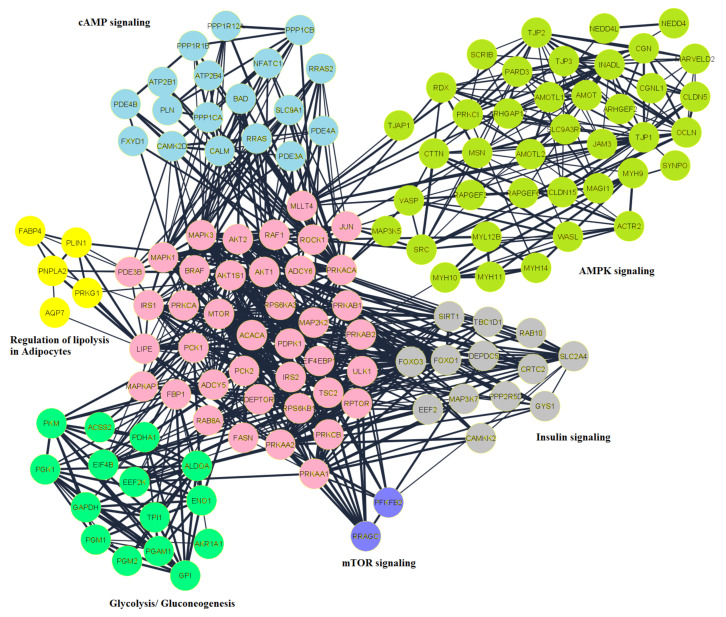 Network analysis of the peptides related to lipid turnover in SC and OM AT of CLA vs. CON was generated by Cytoscape software. The important networks of lipid turnover in adipocytes were developed using nodes of AMPK (light green), Insulin (grey), mTOR (purple), glycolysis (green). Acetyl-coA carboxylase-1 (ACACA), an important enzyme in the biosynthesis of fatty acids with seven upregulated phosphorylation sites, was noted in lipogenesis. Substantially upregulated was the main phosphorylation site at serine 78, indicating activation of ACACA in AT of cows supplemented with CLA. This phosphosite is a direct AMPK target and therefore matches well with the results of our kinase-substrate prediction that indicated reduced AMPK activity thus stimulating ACACA leading to lipogenesis in reaction to CLA supplementation. It is also important to note the observed downregulation of the phosphorylation of ABHD15, at serine 434 in our study, suggesting that this site may have regulatory mechanism in controlling the balance of lipids in lipid droplets.