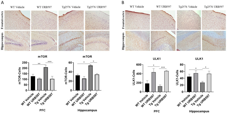Immunohistochemical analysis (Ematoxillin and DAB chromogen) in sagittal sections of vehicle-treated WT and Tg2576 experimental groups and WT and Tg2576 treated with URB597. (A) The images show mTOR positive cells in the PFC and the hippocampus. Analysis was performed by considering 4 10× magnification fields for both hippocampus and PFC, and the values were expressed as the mean ± SD of the total positive cells expressed in both the brain regions from 6 independent experiments for each experimental group using an unpaired Student t test. Significance levels were denoted as follows: * p < 0.05, ** p < 0.01, *** p < 0.001. (B) The images show ULK1-positive cells in the PFC and the hippocampus. Analysis was performed by considering 4 10× magnification fields for both the hippocampus and the PFC, and the values were expressed as mean ± SD of the total positive cells expressed in both of the brain regions from 6 independent experiments for each experimental group using an unpaired Student t test. Significance levels were denoted as follows: * p < 0.05, *** p < 0.001.