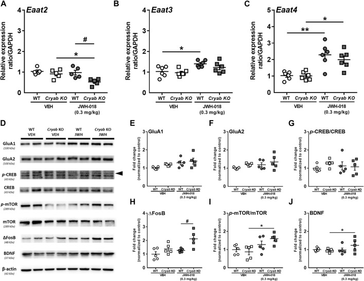 Glutamate transporter mRNA levels and plasticity-related protein expressions in wild-type (WT) and Cryab knockout (KO) mice following JWH-018 exposure. mRNA expression levels of (A) Eaat2 (B) Eaat3, and (C) Eaat4 in JWH-018-exposed mice was determined by quantitative real-time polymerase chain reaction. n = 5–6. (D) Representative blots showing the expression of target proteins in mice STR. Western blotting revealed the expression levels of (E) GluA1, (F) GluA2, (G) p-CREB/CREB, (H) ΔFosB, (I) p-mTOR/mTOR, and (J) BDNF in the STR of JWH-018-exposed mice. n = 4–5. Data expressed as mean ± S.E.M. *p < 0.05 and **p < 0.01 (vs. VEH; Tukey’s post hoc analysis). # p < 0.05 (vs. WT; Tukey’s post hoc analysis).