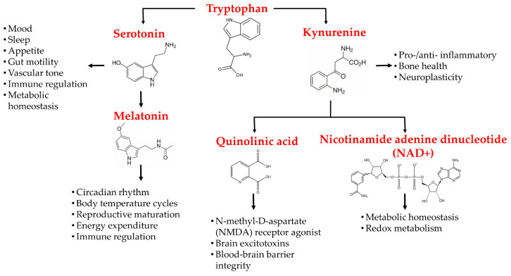 Schematic demonstration of tryptophan metabolites, its related disparate pathways, and its metabolites′ effects on the central nervous system.