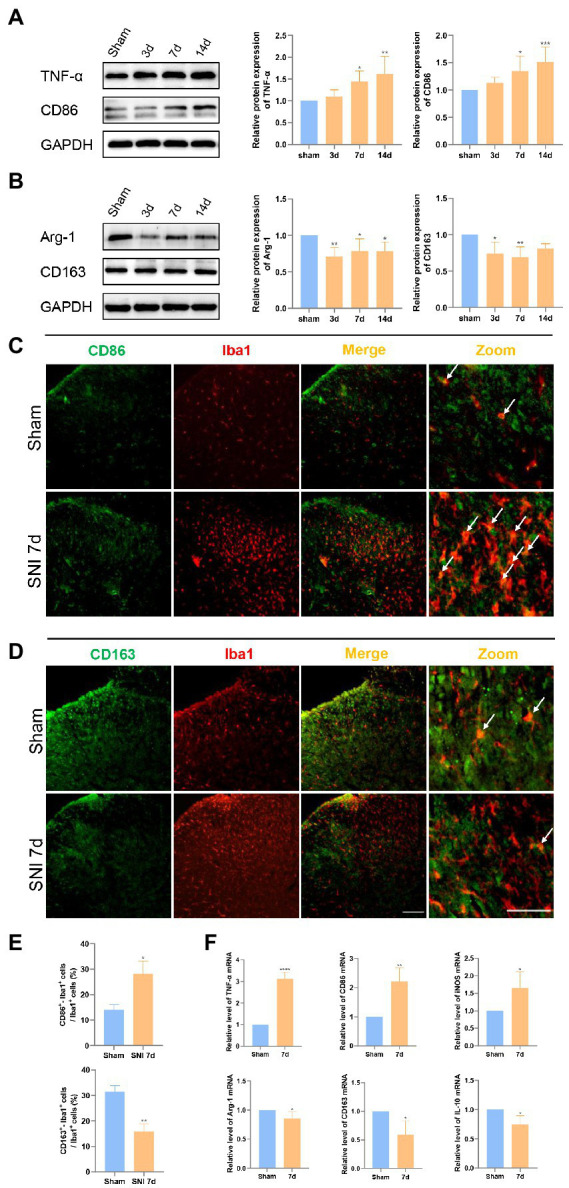 Microglia trended to the pro-inflammation stage after SNI. (A) Western blot showed that the expression of TNF-α and CD86 was significantly increased in the spinal dorsal cord at 7 and 14 days after SNI. (B) The expression of Arg-1 was decreased in the spinal dorsal cord at 3, 7, and 14 days, and the expression of CD163 was significantly decreased at 3 and 7 days after SNI. (*p < 0.05, **p < 0.01, ***p < 0.001 compared with sham group, n = 6 in each group). (C) Double immunostaining of CD86 (green) and Iba1 (red) in the spinal dorsal horn. The arrows show the representative merge of CD86 and Iba1. (D) Double immunostaining of CD163 (green) and Iba1 (red) in the spinal dorsal horn. The merge of CD163 and Iba1 is represented by arrows. Scale bars, 100 μm for lower magnification and 50 μm for higher magnification. (E) Histograms are quantifications of the percentage of CD86+−Iba1+ cells and CD163+−Iba1+ cells. Results of each group were obtained from three rats, and three micrographs from each sample. The average values of each sample were taken for statistics. (*p < 0.05, **p < 0.01 compared with sham group). (F) The expression of TNF-α mRNA, CD86, and iNOS mRNA was significantly increased and Arg-1, CD163, and IL-10 mRNA was decreased in the spinal dorsal cords of SNI 7d rats (*p < 0.05, **p < 0.01, ***p < 0.001 compared with sham group, n = 4 in each group).