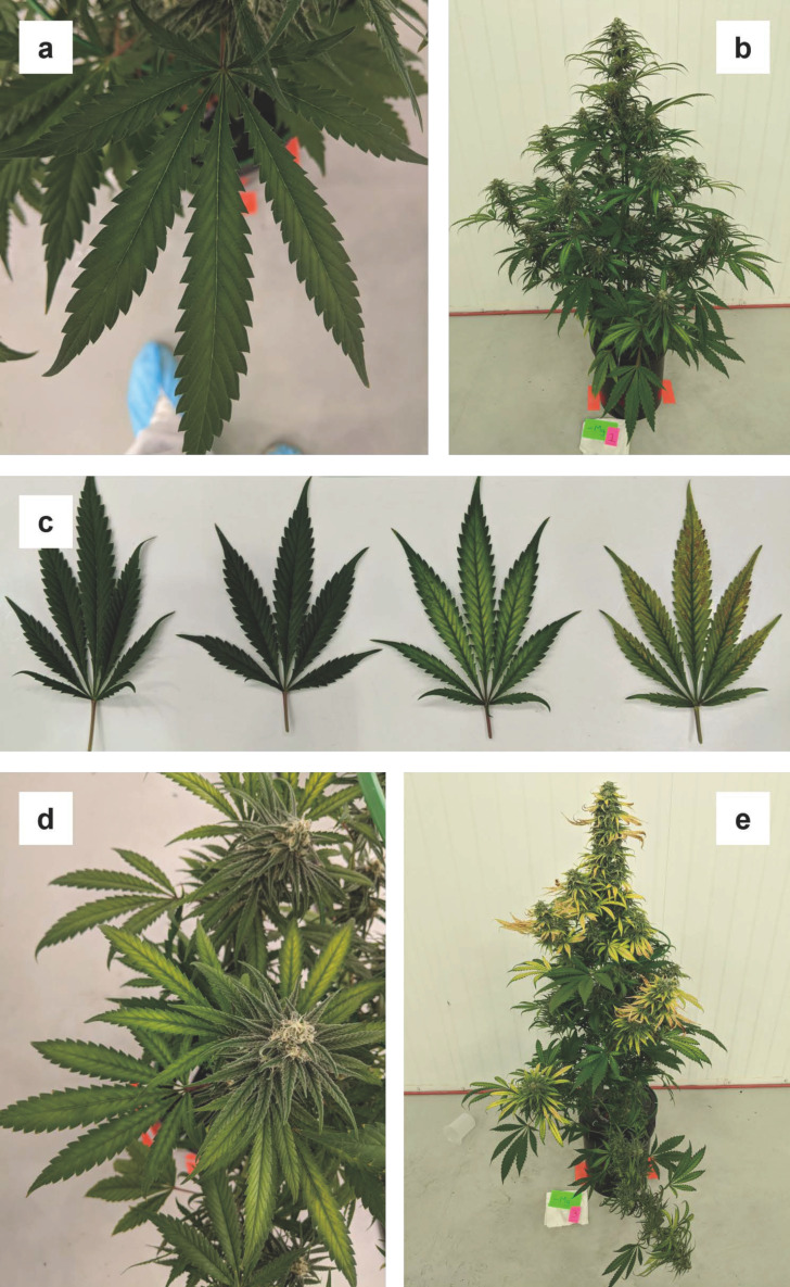 Progression of magnesium deficiency, first appearing in week four (a), with interveinal chlorotic (b) moving towards necrotic areas in between the leaflet midrib and margins (c). In week five, most of the smaller fan leaves started to show symptoms (d), and by week six, magnesium deficiency was widespread across the entire plant, except for some of the older and larger fan leaves (e).