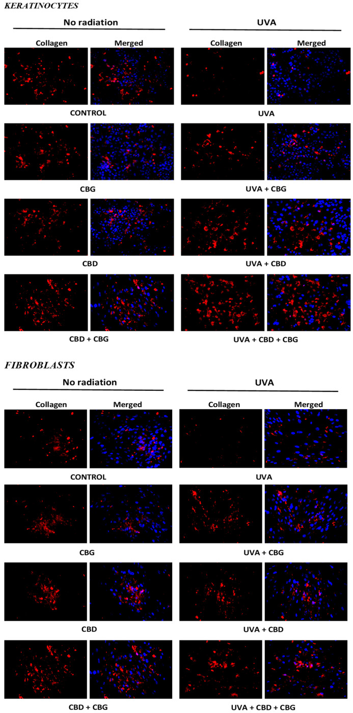 Effects of cannabigerol (CBG) (1 µM) or/and cannabidiol (CBD) (5 µM) on collagen expression in keratinocytes (n = 3) and fibroblasts (n = 3) exposed to UVA radiation (30 J/cm2 and 20 nJ/cm2, respectively).