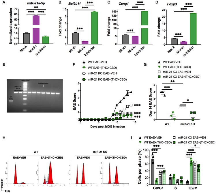 Role of miR-21 downregulation on THC+CBD-mediated amelioration of EAE. For (A–D), miR-21a-5p transfection assays were performed in CD4+ T cells purified from naïve WT C57BL6 mice. Cells were cultured for 24 h and transfected with miR-21a-5p mimic, inhibitor, or mock (transfection reagent only). For (E,F) EAE was induced in WT and Mir21−/− mice as described in Methods then treated with Veh or THC+CBD upon development of EAE symptoms. (A–D) qRT-PCR validation for miR-21 and the target genes. (E) Agarose gel electrophoresis of genotyping for the parents and the first generation of Mir21−/− mice (“miR-21 KO”). (F) EAE scoring in WT and Mir21−/− mice. (G) Quantification of the clinical scores. (H) Representative flow cytometry histograms of brain MNCs stained with PI study cell cycle analysis. (I) Quantification of cell cycle phases. Data are expressed as the mean ± S.E.M. and statistical significance is indicated as ***p < 0.001, **p < 0.01, *p < 0.05. For (F), statistical significance is vs. WT EAE+Veh. Significance was determined by one- or two-way ANOVA with Tukey post hoc corrections.