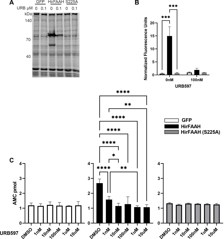 Serine hydrolase and AACA activity of HirFAAH- and mutant HirFAAH-containing microsomes. (a) Representative fluorescent image of TAMRA-FP™ labeled microsome fractions from GFP-, HirFAAH-, and HirFAAH(S225A)- transfected cells treated with vehicle (0; 2% DMSO) or 0.1 µM URB597. Asterisk (*) labels presumed FAAH in the HirFAAH lanes that is absent in the GFP and S225A lanes. (b) Mean ± SE of the HirFAAH band (*) was normalized to the fluorescence signal from the 55 kDa band (#) in 6 A. The HirFAAH(S225A) mutant exhibited little or no serine hydrolases activity, similar to GFP-containing samples, when URB597 was omitted (0 nM). 100 nM URB significantly reduced HirFAAH activity, but has no affect on GFP or S225A samples. (c) AAMCA hydrolysis by microsomal fractions isolated from 293HEK transfected lysates. Samples from GFP- and HirFAAH(S225A)-transfected cells exhibit no increase in activity above background and are not affected by increasing concentrations of URB597. HirFAAH exhibited substantial AAMCA activity above background and this activity was inhibited by URB597. Values are the mean and standard error of the mean of a minimum of three independent experiments (* P < 0.05, ** P < 0.01. ***P < 0.001 and **** P < 0.0001)