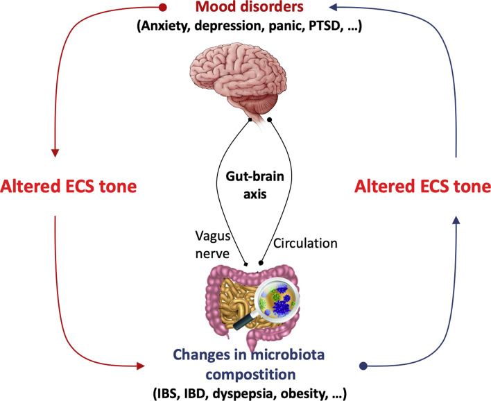 Alteration of the endocannabinoid system (ECS) in mood and gastrointestinal (GI) disorders. The interaction between the gut and the brain can be mediated either by the vagus nerve or by circulating metabolites. Alterations in the composition of the microbiota can modulate the tone of the ECS, leading to central modifications that influence mood. Conversely, mood disorders can modify the tone of the ECS, which in turn can alter the composition of the microbiota, potentially resulting in the development of GI disorders. IBS, irritable bowel syndrome; IBD, inflammatory bowel disease; PTSD, post-traumatic stress disorder.