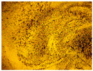 gels-10-00816-i007.jpg