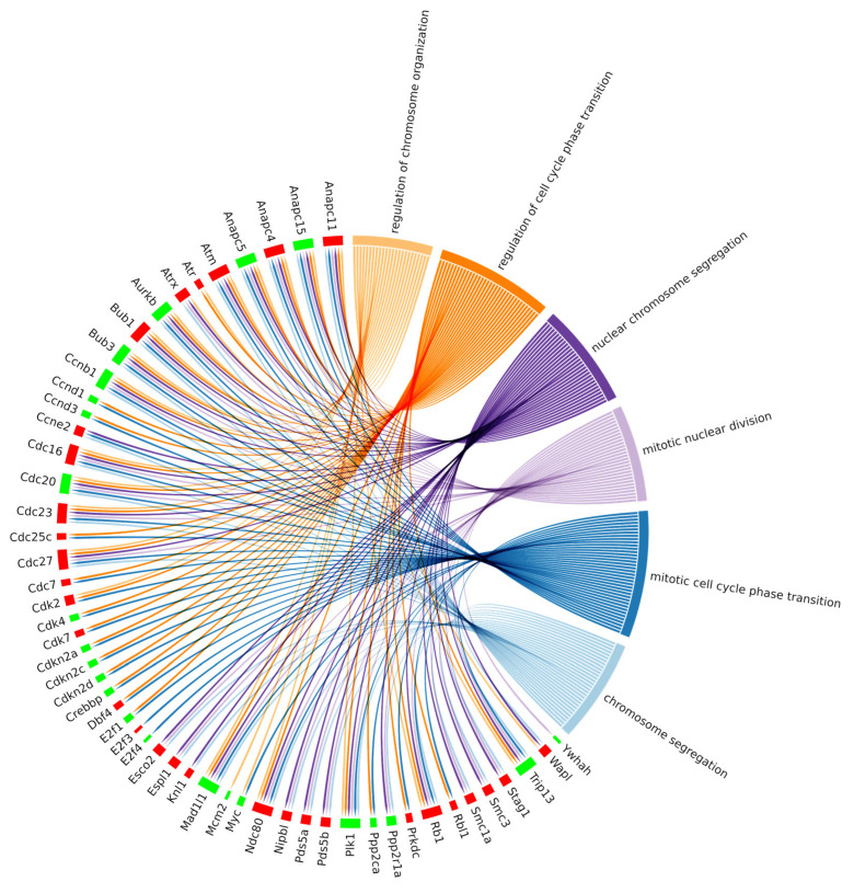 Chord plot representing the linkages of the differentially expressed genes of the KEGG cell cycle pathway and biological processes obtained among the top 30 biological process GOs with the lowest adjusted p value related to the cell cycle. The red boxes indicate the upregulated genes, and the green ones the downregulated genes.