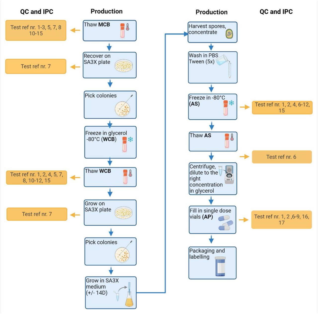 Flow chart of the C. difficile challenge material production process. For the test reference numbers please see Table 1. Abbreviations: QC= quality control, IPC: in-process control, MCB = master cell bank, SA3X= Soy Peptone A3X; WCB= working bank, PBS = phosphate buffered saline, AS = active substance, AP= active product. Figure created with BioRender.com.