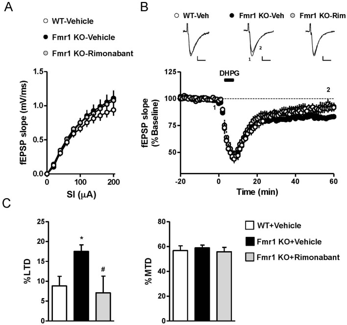 Rimonabant rescues enhanced long-term depression (LTD) in Fragile X Mental Retardation 1 (Fmr1) knockout (KO) mice. Input–output function (A) and group I metabotropic glutamate receptor (mGluR) LTD; (B,C) were evaluated in hippocampal slices from mice treated with rimonabant (0.1 mg/kg) or its vehicle for 7 days. (A) Plots of field excitatory postsynaptic potentials (fEPSPs) elicited in the CA1 region by stimulation of Schaffer collateral projections were not detectably different between Fmr1 KO and wild-type (WT) mice. Subchronic treatment with rimonabant did not modulate basal field responses in Fmr1 KO mice; (B) Time-course of fEPSP slopes following bath application of the group 1 mGluR agonist (S)-3,5-Dihydroxyphenylglycine (DHPG) (100 µM, 5 min). (C) LTD and maximum transient depression (MTD) calculated from the experiments depicted in (B). LTD was enhanced in Fmr1 KO mice (* p < 0.05 vs. WT mice) and was rescued by subchronic rimonabant (# p < 0.05 vs. vehicle treatment). Data are expressed as mean ± SEM of 6–10 slices from 3 to 5 mice per condition. Scale bars: 0.1 mV/10 msec.