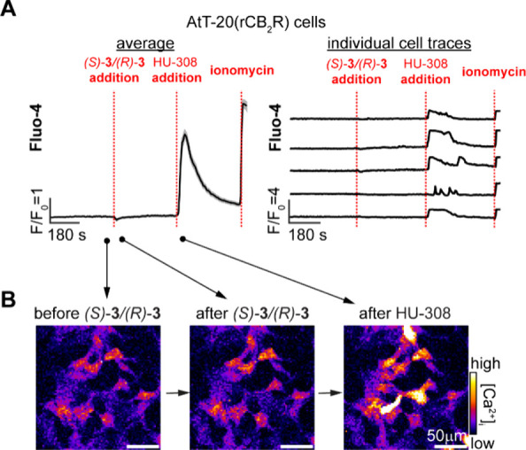 Live cell fluorescent Ca2+ imaging in rat CB2R overexpressing AtT-20 cells [AtT-20(rCB2R)] loaded with Fluo-4AM (2 μM). After initial equilibration, (S)-3/(R)-3 (20 μM) was added, followed by HU-308 (20 μM) and ionomycin (10 μM). Shown are the average responses of 200 cells (A, left), individual traces of five representative cells (A, right), and representative fluorescence images from different time points (B). Averaged data plotted as mean ± SEM, T = 4.