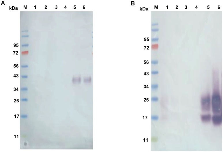 Chitin binding assay.Recombinant rPpPer1 and rPpPer2 were assayed for the capacity to bind colloidal chitin. Wash and elute fractions corresponding to PpPer1 (A) and rPpPer2 (B) were loaded onto reducing 4–12% NuPAGE gels. Lanes: M, molecular weight marker; 1, unbound fraction; 2, wash 1 (10 mM sodium phosphate buffer, pH 8.0); 3, wash 2 (10 mM sodium phosphate buffer, pH 8.0 - 1M sodium chloride); 4, wash 3 (0.1 M acetic acid); 5, elute (SDS lysis buffer); 6, purified protein. Proteins were transferred and blots were incubated with anti-His followed by anti-mouse AP-conjugated.