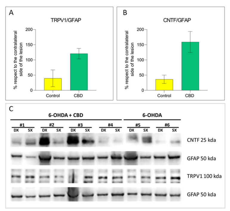 TRPV1 and CNTF astrocytic expression in the substantia nigra. (A) Quantification of TRPV1 expression in astrocytes. (B) Quantification of CNTF expression in astrocytes. (C,D) Representative images of Western Blot for TRPV1, CNTF and GFAP expression in the lesioned (Dx) and unlesioned (Sx) SNc, in both experimental groups. Results are expressed as mean ± SEM. N = 2 to 4 in each group.