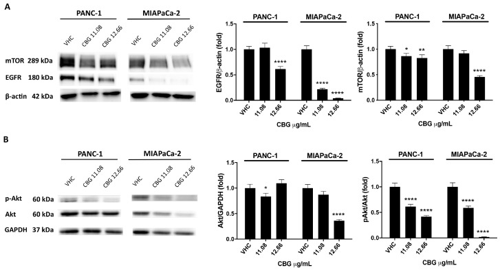 CBG treatment reduces EGFR and Akt/mTOR protein expression in PDAC cell lines. PDAC cell lines were treated with CBG, and the expression levels of mTOR and EGFR (A), Akt, and pAkt (B) were evaluated by Western blot at 48 h post-treatment. EGFR, Akt, and mTOR densitometric values were normalized to β-actin or glyceraldehyde-3-phosphate dehydrogenase (GAPDH), which were used as loading controls; pAkt densitometric values were normalized to Akt. Images are representative of one of three separate experiments. Data are expressed as mean ± SD of three separate experiments. * p < 0.05, ** p < 0.01, **** p < 0.0001 treated cells vs. VHC.