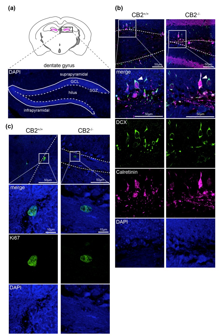 Representative confocal microscopy images of immunohistochemistry detection of Ki67, DCX (doublecortin) and CR (calretinin) in CB2 wildtype and knockout brain sections. (a) Overview of the mouse dentate gyrus (magenta in black rectangle) in the hippocampus and identification of relevant structures in a representative microscopy image of a brain section with DAPI-staining. (b) Merged fluorescent images of subgranular zone (SGZ) from both genotypes stained with DCX (green), calretinin (magenta) and DAPI (blue) are seen in the first row. The white rectangle shows the field of view that is shown in rows two to four in higher magnification. White arrowheads indicating the location of CR+DCX+ cells, the asterisk shows a CR+ inhibitory neuron in the hilus. (c) Merged fluorescent images of SGZ from both genotypes stained with Ki67 (green) and DAPI (blue) are seen in the first row. The white rectangle shows the field of view that is shown in rows two to three in higher magnification. The dotted line represents the SGZ. Template for scheme in (a) modified from The Scalable Brain Atlas [18,19].