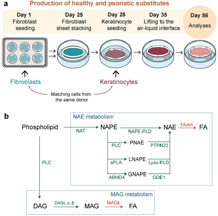Identification of proteins of the endocannabinoid system in healthy and psoriatic substitutes. (a) Schematic overview of skin substitute reconstruction according to the self-assembly method. (b) Schematic overview of the synthesis and degradation pathways of MAGs and NAEs and related receptor signaling. ABHD4 Abhydrolase domain-containing protein 4, CB1-2 cannabinoid receptor 1–2, DAG diacylglycerol, DAGL diacylglycerol lipase, FAAH fatty-acid amide hydrolase 2, GDE1 glycerophosphodiesterase 1, HS healthy substitute, MAG monoacylglycerol, MAGL monoacylglycerol lipase, NAE N-acyl-ethanolamine, NAPE N-acyl-phosphatidylethanolamine, NAT arylamine N-acetyltransferase, PLC phospholipase C, PLD phospholipase D, PS psoriatic substitute, PTPN22 Tyrosine-protein phosphatase non-receptor type 22, sPLA secretory phospholipase A.