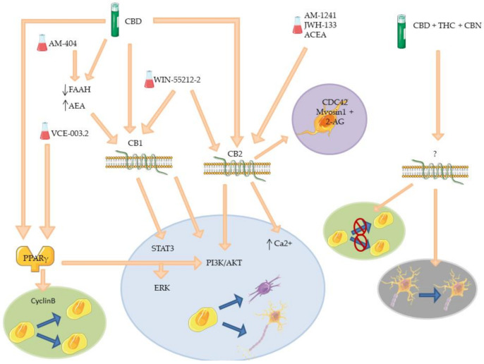 Mechanisms of phyto- and synthetic cannabinoids on neurogenesis in pathological models. The picture offers a schematic representation of the receptors involved in neurogenesis and their signal cascade activated after agonist action of phyto- or synthetic cannabinoids in the mentioned disease models. 2-AG: 2-arachidonoyl glycerol; AEA: arachidonyol ethanolammide or anandamide; CB1: cannabinoid receptor 1; CB2: cannabinoid receptor 2; CBD: cannabidiol; CBN: cannabinol; CDC42: cell division cycle 42; ERK: extracellular signal-regulated kinases; FAAH: fatty acid amide hydrolase; PI3K/AKT: phosphoinositide 3-kinases/protein kinase B; PPARγ: peroxisome proliferator- activated receptor gamma; STAT3: signal transducer and activator of transcription 3; THC: Δ9-tetrahydrocannabinol.