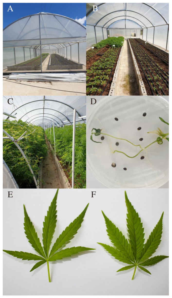 (A–C) Large-scale conventional cultivation of Cannabis leading to tissue culture. (A) Large greenhouse for the growth of Cannabis at the Cannsun Medhel™ facility in Atlantis. (B) Various different growth stages of the Indica variety. (C) A 2-month-old mature Lesotho Swazi ready for the flowering stage. (D) Cannabis seed explants grown on an agar-based medium for tissue culture. Cannabis leaf morphology (E,F): (E) Cannabis var sativa; (F) Cannabis var indica.