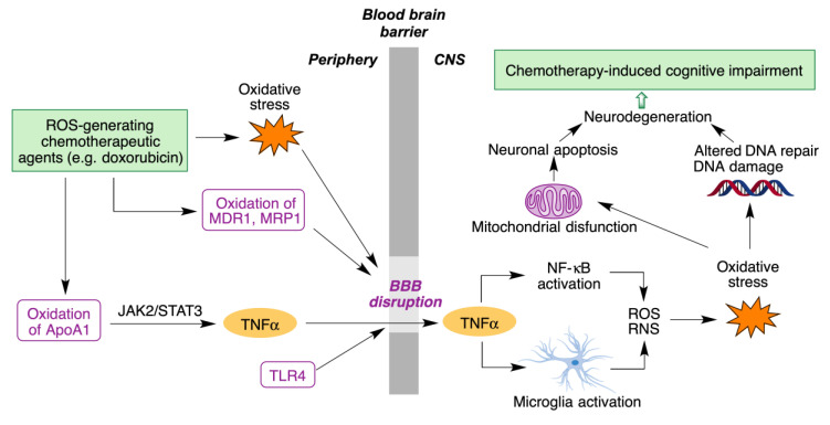 Main molecular mechanisms involved in chemotherapy-induced cognitive impairment.
