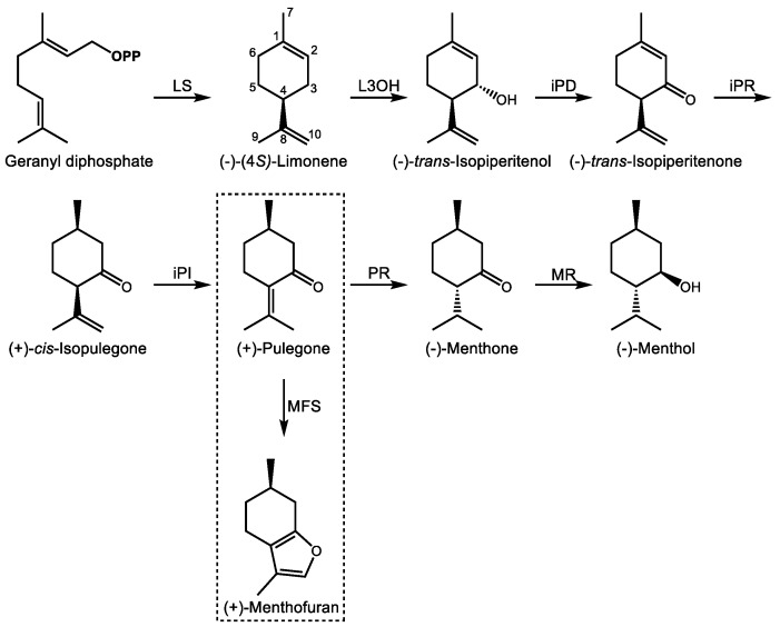 Steps in the biosynthesis of (−)-menthol and related p-menthanes in peppermint (M. x piperita). Enzyme abbreviations are as follows; LS–(−)-limonene synthase, L3OH—(−)-limonene 3-hydroxylase, iPD— (−)-trans-isopiperitenol dehydrogenase, iPR—(−)-trans-isopiperitenone reductase, iPI—(+)-cis-isopulegone isomerase, PR—(+)-pulegone reductase, MR—(−)-menthone reductase, MFS—(+)-menthofuran synthase. OPP signifies a pyrophosphate group. The box indicates the branch pathway leading to (+)-menthofuran.
