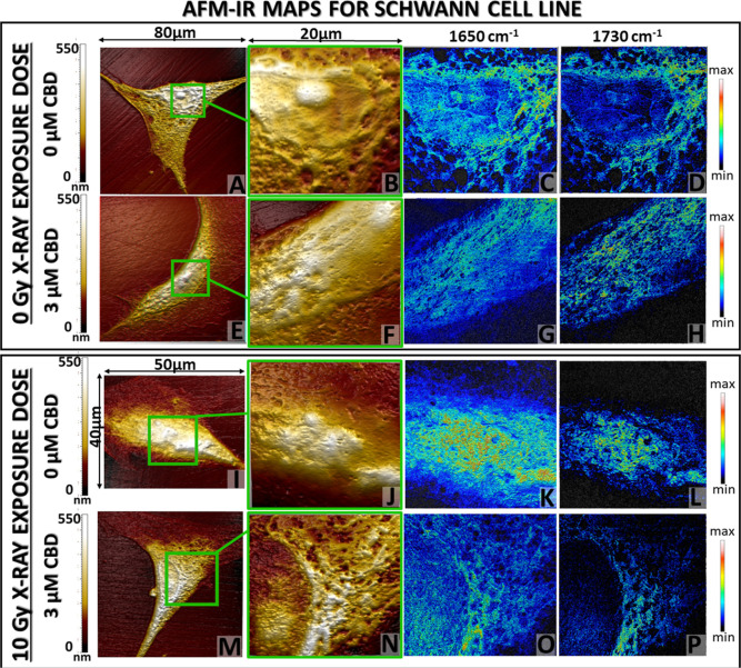 AFM topography of the whole Schwann cell (A,E,I,M) and selected area (green box: B,F,J,N) for nanoscale chemical mapping at 1650 cm–1 (C,G,K,O) and 1730 cm–1 (D,H,L,P) bands (scale bar: min 0 mV to max 200 mV). Collected images were selected for 3 μM CBD concentration in reference to the CBD untreated cells before (top) and after 10 Gy X-ray dose application (bottom).