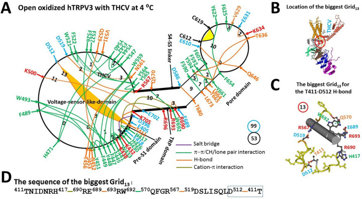 The grid-like noncovalently interacting mesh network along the PC-dependent minimal gating pathway of the oxidized hTRPV3 channel with THCV bound in an open state at 4 °C.(A) The thermoring structure based on cryo-EM data of a single subunit of the oxidized and open hTRPV3 channel in cNW30 nanodiscs at 4 °C (PDB ID, 8V6L). The pore domain, the S4-S5 linker, the TRP domain, and the pre-S1 domain are indicated by black arrows except the VSLD. Salt bridges, p interactions, and H-bonds between paired amino acid side chains along the PC-dependent minimal gating pathway from D396 to K705 are marked in purple, green, and orange, respectively. The specific grid sizes needed to control the least-stable noncovalent interactions in the grids are labeled with black numbers. The T411-D512 H-bond in the biggest Grid13 is highlighted. The total grid sizes and the total grid size-controlled noncovalent interactions along the PC-dependent minimal gating pathway are shown in the cyan and black circles, respectively. (B) The location of the biggest Grid13. (C) The structure of the biggest Grid13 with a 13-residue size to control the T411-D512 H-bond at the pre-S1/VSLD interface. (D) The sequence of the biggest Grid13 to control the T411-D512 H-bond highlighted in the blue box.