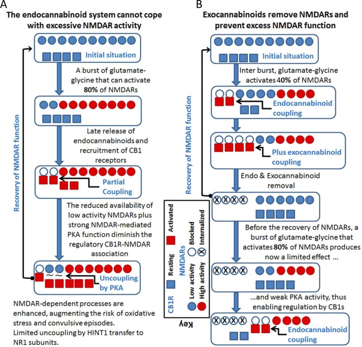 Cannabinoids can prevent the overactivation of glutamate NMDARs and reduce the incidence of convulsive episodesA. If the endocannabinoid system fails to control excess NMDAR activation, PKA activity increases disrupting CB1R-NMDAR complexes before they can be acted on by endocannabinoids. B. Exocannabinoids acting through NMDAR-recruited CB1Rs would reduce glutamate excitatory signaling. The exocannabinoids acting on the preformed CB1R-NMDAR complexes prevent PKA from disrupting these complexes (indicated as “plus exocannabinoid coupling”).