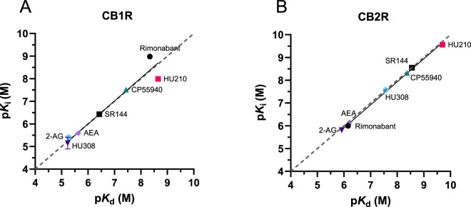Kinetic versus equilibrium affinity estimates. Correlation between affinity values obtained from equilibrium displacement (pK i) and kinetic binding experiments (pK d) for the seven test compounds at (A) CB1R and (B) CB2R. pK i values were taken from D77 competition binding experiments at equilibrium (see Figure 6). The values comprising the kinetically derived K d (k off/k on) values were taken from the experiments shown in Figures 7, 8. The gray dashed line indicates the line of identity (y = x), representing perfect agreement between pK i and pK d values.