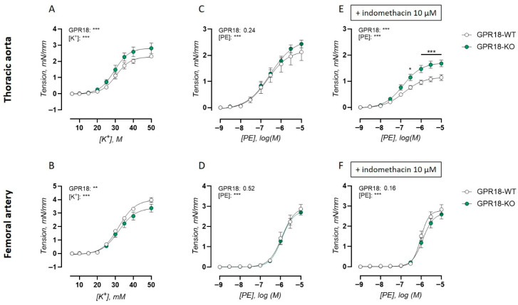 Contractile responses in the isolated thoracic aorta and femoral artery of GPR18 KO mice. Receptor-independent contractions were measured as a concentration–response curve in response to extracellular K+ in arterial rings of the thoracic aorta (WT, K+7; KO, n = 7) (A,C,E) and femoral artery (WT, n = 7; KO, n = 8) (B,D,F). α1-adrenoreceptor-dependent contractions were measured as a concentration–response curve in response to PE in arterial rings of the thoracic aorta (WT, n = 8; KO, n = 8) (C,E) and femoral artery (WT, n = 7; KO, n = 10) (D,F) in the absence (C,D) and presence (E,F) of COX inhibitor indomethacin (10 µM). Statistical analysis using two-way ANOVA. * p < 0.05; ** p < 0.01; *** p < 0.001.