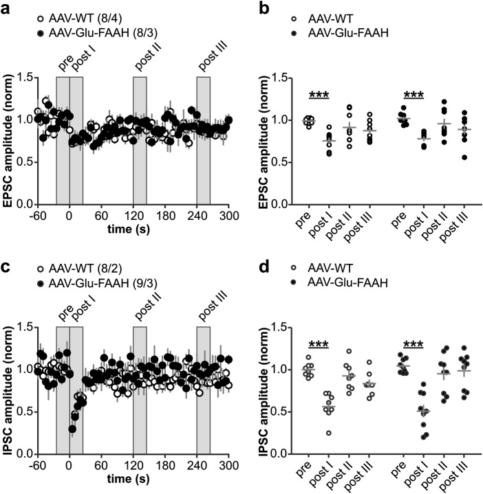 Depolarization-induced suppression of excitation (DSE) and inhibition (DSI) at hippocampal CA3-CA1 synapses. a, c Upon postsynaptic depolarization (−70 to 0 mV, 10 s duration, at time zero), both AAV-WT and AAV-Glu-FAAH mice showed comparable DSE and DSI. Numbers indicate the number of recorded cells/animals. b, d Scatter plot and corresponding mean ± SEM of amplitudes recorded immediately before (pre), immediately after (post I), 2 min (post II) and 4 min after depolarization (post III). Repeated measure-ANOVA, factor time in b: F(3, 42) = 13.22, p < 0.0001, factor time in d: F(3, 45) = 36.88, p < 0.0001, ***p < 0.001 pre vs. post I, by post hoc Bonferroni.