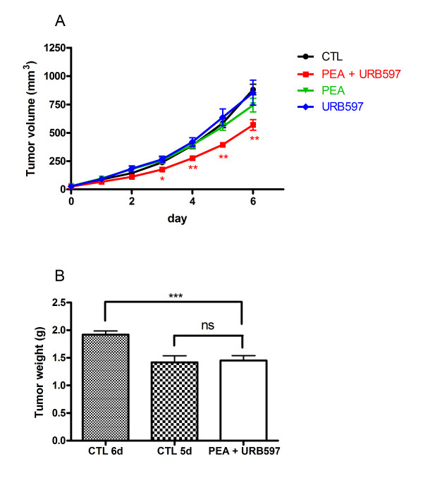 Co-administration of PEA and URB597 reduces melanoma growth. Tumors were induced by s.c. injection of B16 cells in C57BL/6 mice. When tumor size reached a volume of approximately 20-40 mm2, animals were treated i.p. either with vehicle (n = 18) or with PEA (= 7), URB597 (n = 7) or both molecules (n = 20) (at 10 mg/kg/day, daily) for six days. (A) Tumor volume was measured each day. (B) Weight of tumors treated with vehicle (6 or 5 days of treatment) or PEA + URB597 (6 days of treatment) was measured at the end of the experiment. Significantly different (*P < 0.05; **P < 0.01; ***P < 0.001) from vehicle administration.