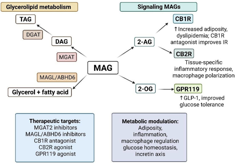 Dual roles of MAGs at the crossroads of glycerolipid metabolism and signaling molecules. (Left) MAGs can be re-esterified into DAG and subsequently into TAG for energy storage. This process is catalyzed by MGAT and DGAT, and inhibitors of these enzymes have been shown to reduce TAG accumulation, offering potential therapeutic strategies for metabolic disorders [139,140]. Alternatively, MAG can be hydrolyzed into glycerol and FA by MAGL. Notably, LEI-515, a reversible and peripherally selective MAGL inhibitor, has demonstrated anti-inflammatory effects and the ability to alleviate oxidative stress in the liver, thereby improving metabolic outcomes in preclinical models [141]. (Right) Two MAGs have been identified as important signaling molecules. First, 2-oleoylglycerol (2-OG) acts as a ligand for GPR119, which stimulates the secretion of incretins such as GLP-1 in the intestine, thereby enhancing insulin secretion and glucose homeostasis, similar to GPR119 agonists [142,143]. Second, 2-AG is an endocannabinoid that activates CB1R and CB2R. Activation of CB1R promotes adiposity and metabolic dysregulation; thus, selective CB1R inverse agonists, such as JD5037, have been shown to improve insulin sensitivity and reduce body weight gain in preclinical models [100,144,145]. In contrast, activation of CB2R appears to exert anti-inflammatory effects. For instance, the CB2R agonist JWH-015 has been reported to decrease body weight [75], and JWH-133 alleviates chronic inflammation in diet-induced obesity mouse models [67]. However, further investigations are needed to fully elucidate the therapeutic potential and safety profile of CB2R-targeted interventions in metabolic diseases. 2-AG, 2-arachidonoylglycerol; 2-OG, 2-oleoylglycerol; DAG, diacylglycerol; DGAT, diacylglycerol acyltransferase; FA, fatty acid; GLP-1, glucagon-like peptide-1; GPR119, G protein-coupled receptor 119; MAG, monoacylglycerol; MAGL, monoacylglycerol lipase; MGAT, monoacylglycerol acyltransferase; TAG, triacylglycerol.